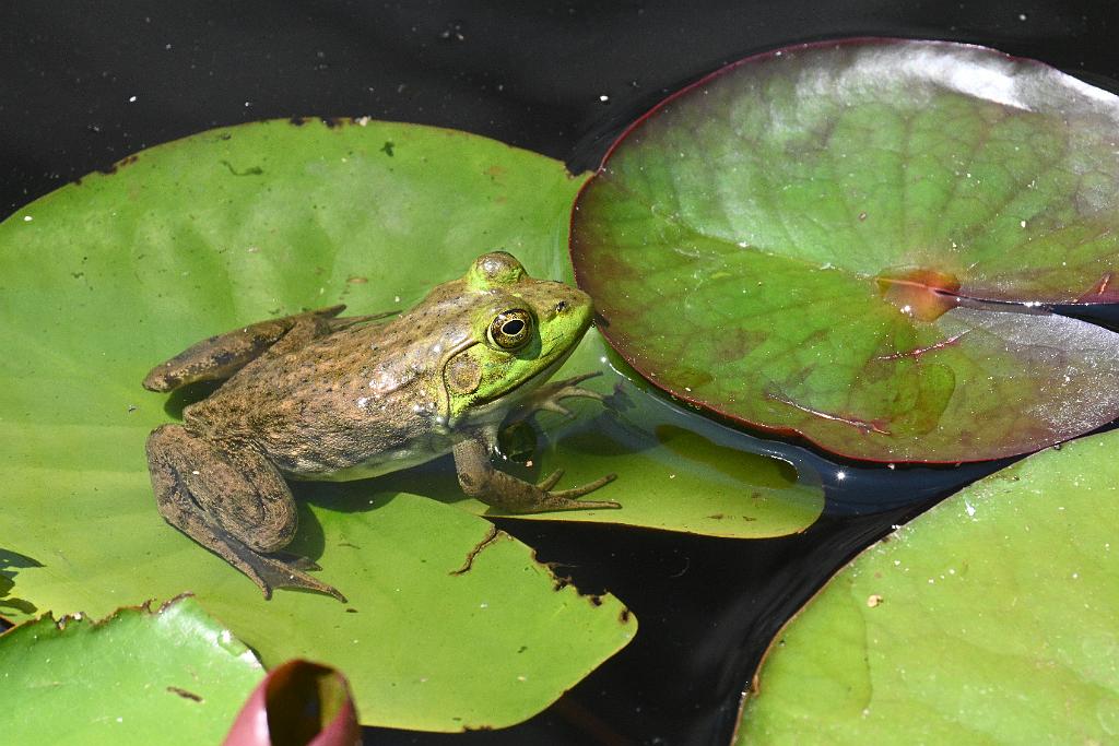 2025-06219147 Tower Hill Botanic Garden, MA.JPG - Green Frog. New England Botanic Garden at Tower Hill, MA, 6-21-2025